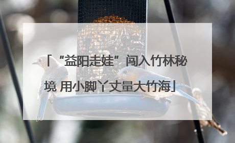 “益阳走娃”闯入竹林秘境 用小脚丫丈量大竹海