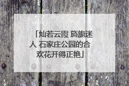灿若云霞 旖旎迷人 石家庄公园的合欢花开得正艳