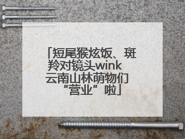 短尾猴炫饭、斑羚对镜头wink 云南山林萌物们“营业”啦