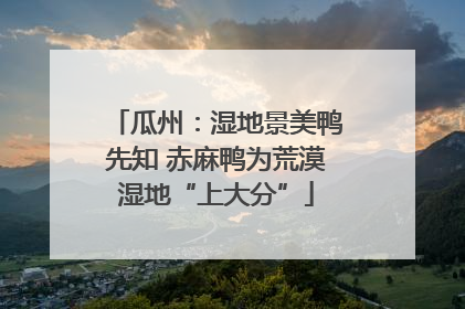 瓜州：湿地景美鸭先知 赤麻鸭为荒漠湿地“上大分”