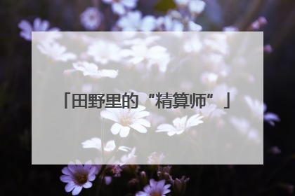 田野里的“精算师”