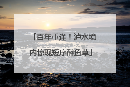 百年重逢！泸水境内惊现短序醉鱼草