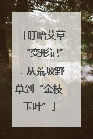 盱眙艾草“变形记”：从荒坡野草到“金枝玉叶”