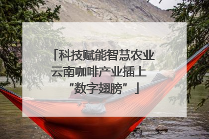 科技赋能智慧农业 云南咖啡产业插上“数字翅膀”