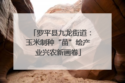 罗平县九龙街道：玉米制种“苗”绘产业兴农新画卷