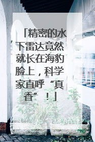 精密的水下雷达竟然就长在海豹脸上，科学家直呼“真香”！