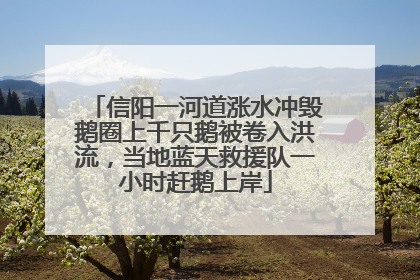 信阳一河道涨水冲毁鹅圈上千只鹅被卷入洪流，当地蓝天救援队一小时赶鹅上岸