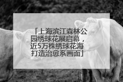 上海滨江森林公园绣球花展启幕，近5万株绣球花海打造治愈系画面