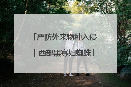 严防外来物种入侵｜西部黑寡妇蜘蛛