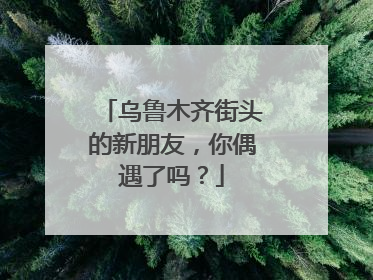乌鲁木齐街头的新朋友，你偶遇了吗？