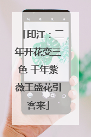 印江：三年开花变三色 千年紫薇王盛花引客来