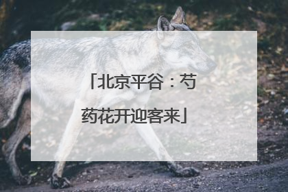 北京平谷：芍药花开迎客来