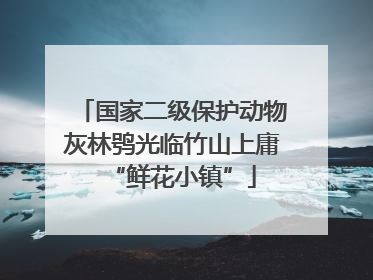 国家二级保护动物灰林鸮光临竹山上庸“鲜花小镇”