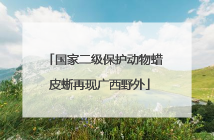 国家二级保护动物蜡皮蜥再现广西野外