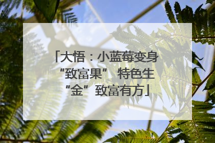 大悟：小蓝莓变身“致富果” 特色生“金”致富有方