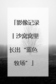 影像记录丨沙窝窝里长出“蓝色牧场”
