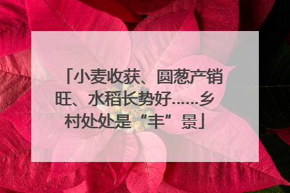 小麦收获、圆葱产销旺、水稻长势好……乡村处处是“丰”景