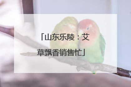 山东乐陵：艾草飘香销售忙