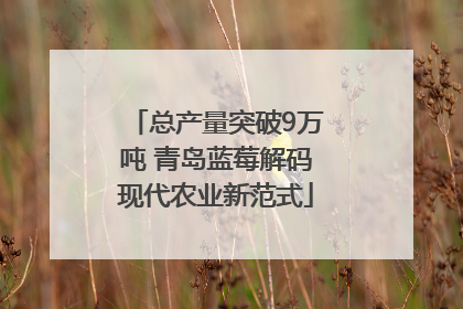 总产量突破9万吨 青岛蓝莓解码现代农业新范式