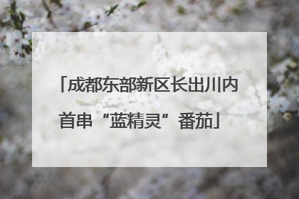 成都东部新区长出川内首串“蓝精灵”番茄