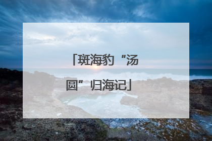 斑海豹“汤圆”归海记
