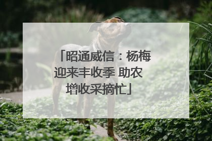 昭通威信：杨梅迎来丰收季 助农增收采摘忙