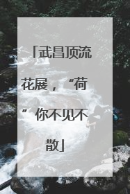 武昌顶流花展，“荷”你不见不散
