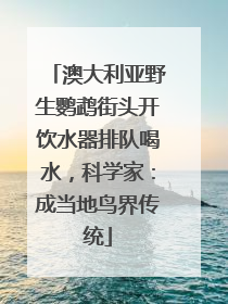 澳大利亚野生鹦鹉街头开饮水器排队喝水，科学家：成当地鸟界传统