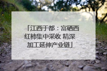 江西于都：富硒西红柿集中采收 精深加工延伸产业链