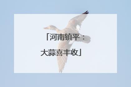 河南镇平：大蒜喜丰收