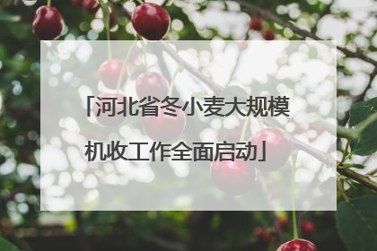 河北省冬小麦大规模机收工作全面启动
