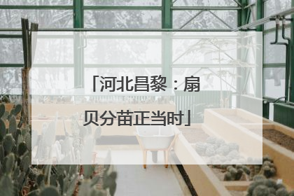 河北昌黎：扇贝分苗正当时