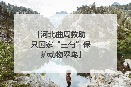 河北曲周救助一只国家“三有”保护动物翠鸟