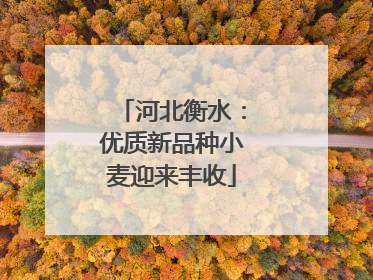 河北衡水：优质新品种小麦迎来丰收