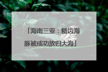 海南三亚：糙齿海豚被成功放归大海