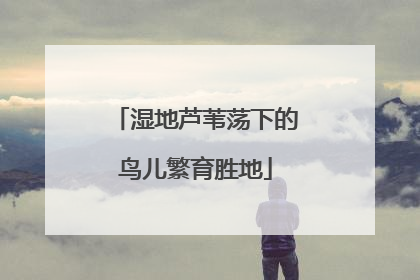 湿地芦苇荡下的鸟儿繁育胜地