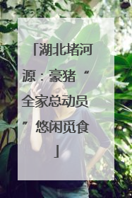 湖北堵河源：豪猪“全家总动员”悠闲觅食