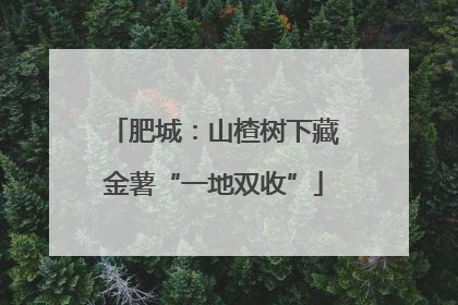 肥城：山楂树下藏金薯“一地双收”