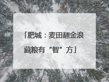 肥城：麦田翻金浪藏粮有“智”方