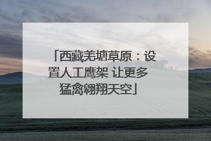 西藏羌塘草原：设置人工鹰架 让更多猛禽翱翔天空
