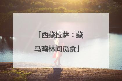 西藏拉萨：藏马鸡林间觅食