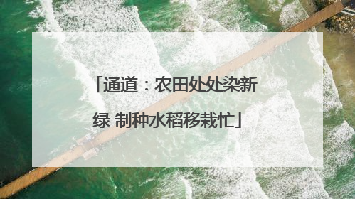 通道：农田处处染新绿 制种水稻移栽忙