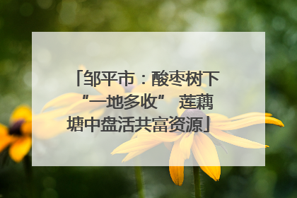 邹平市：酸枣树下“一地多收” 莲藕塘中盘活共富资源
