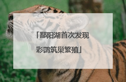 鄱阳湖首次发现彩鹮筑巢繁殖
