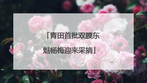 青田首批双膜东魁杨梅迎来采摘