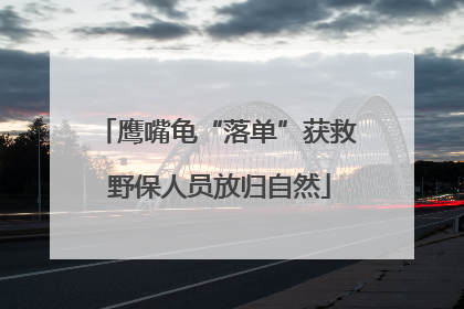 鹰嘴龟“落单”获救 野保人员放归自然