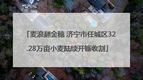 麦浪翻金穗 济宁市任城区32.28万亩小麦陆续开镰收割