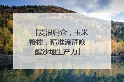 麦浪归仓，玉米接棒，精准滴灌唤醒沙地生产力