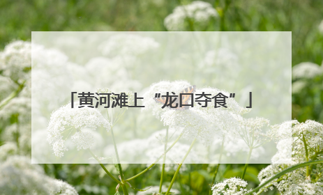 黄河滩上“龙口夺食”