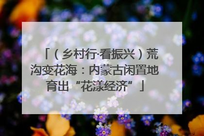 （乡村行·看振兴）荒沟变花海：内蒙古闲置地育出“花漾经济”